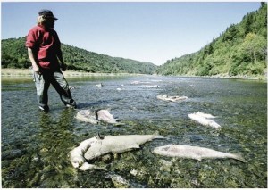 Klamath River salmon